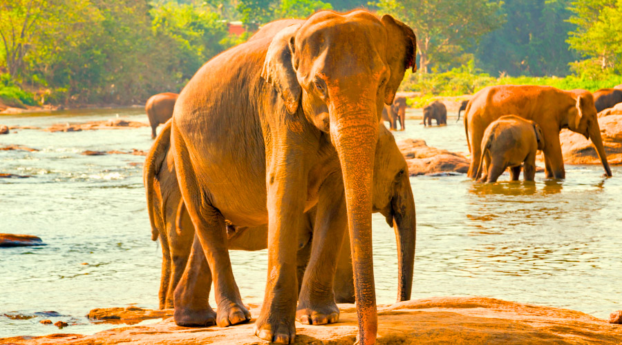 Sri Lanka – diversidade em forma de ilha