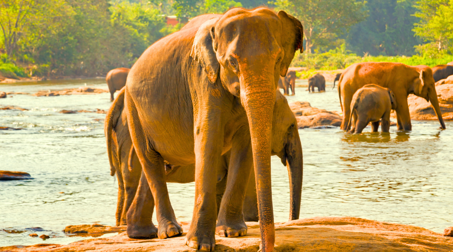 Sri Lanka – diversidade em forma de ilha