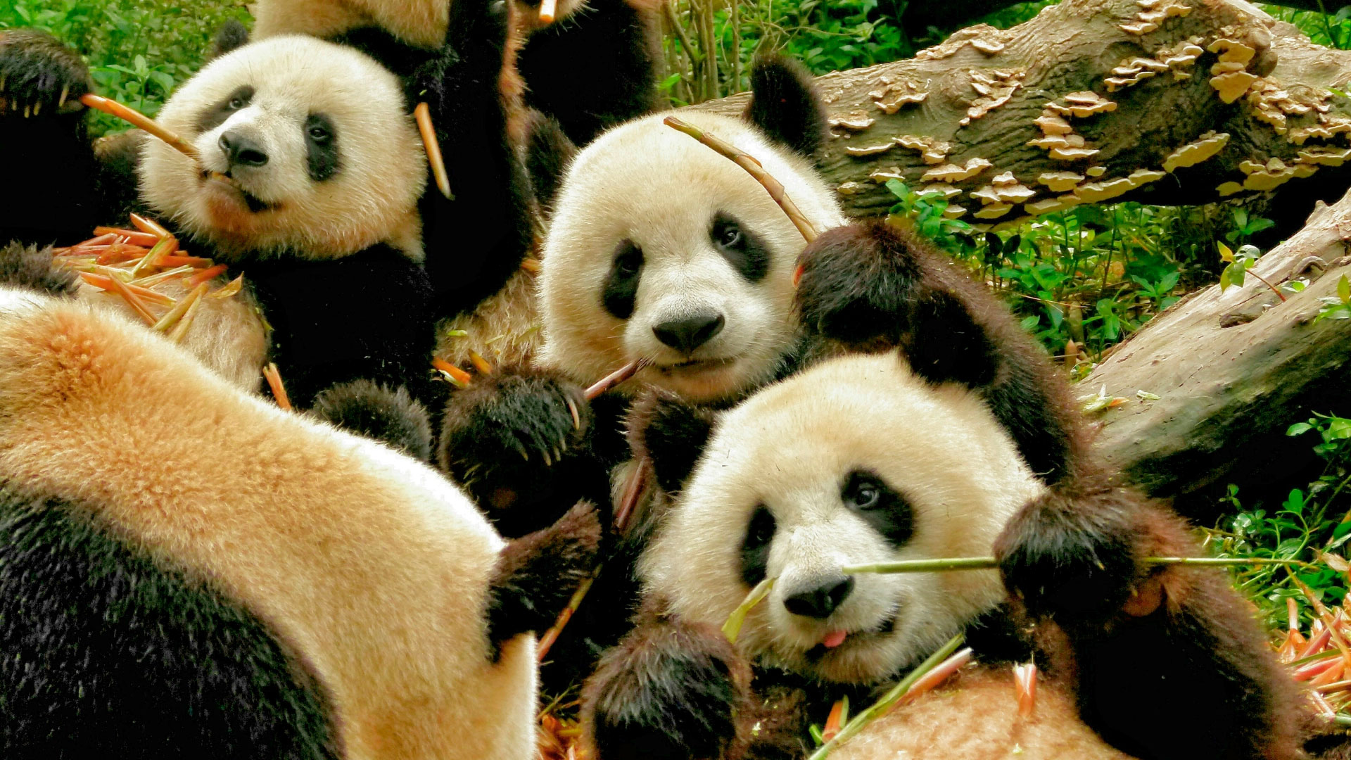 China com Ursos Panda