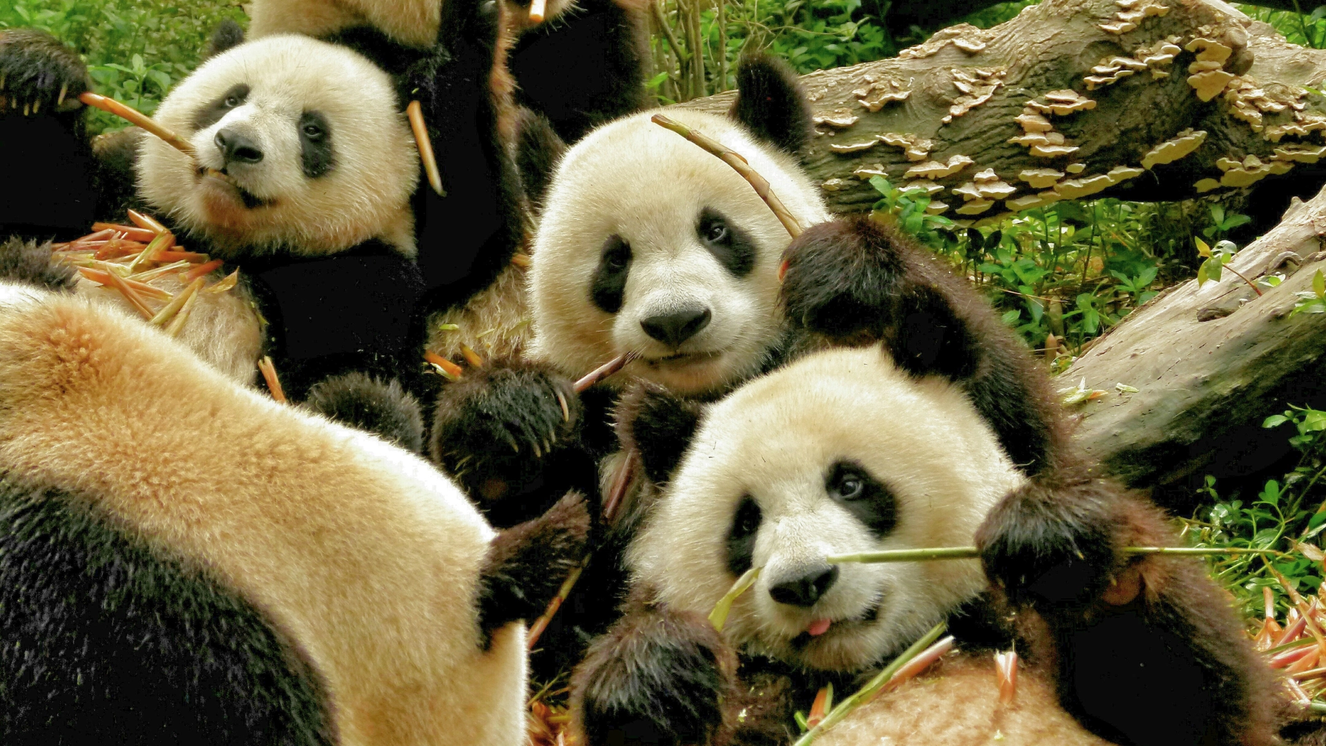 China com Ursos Panda