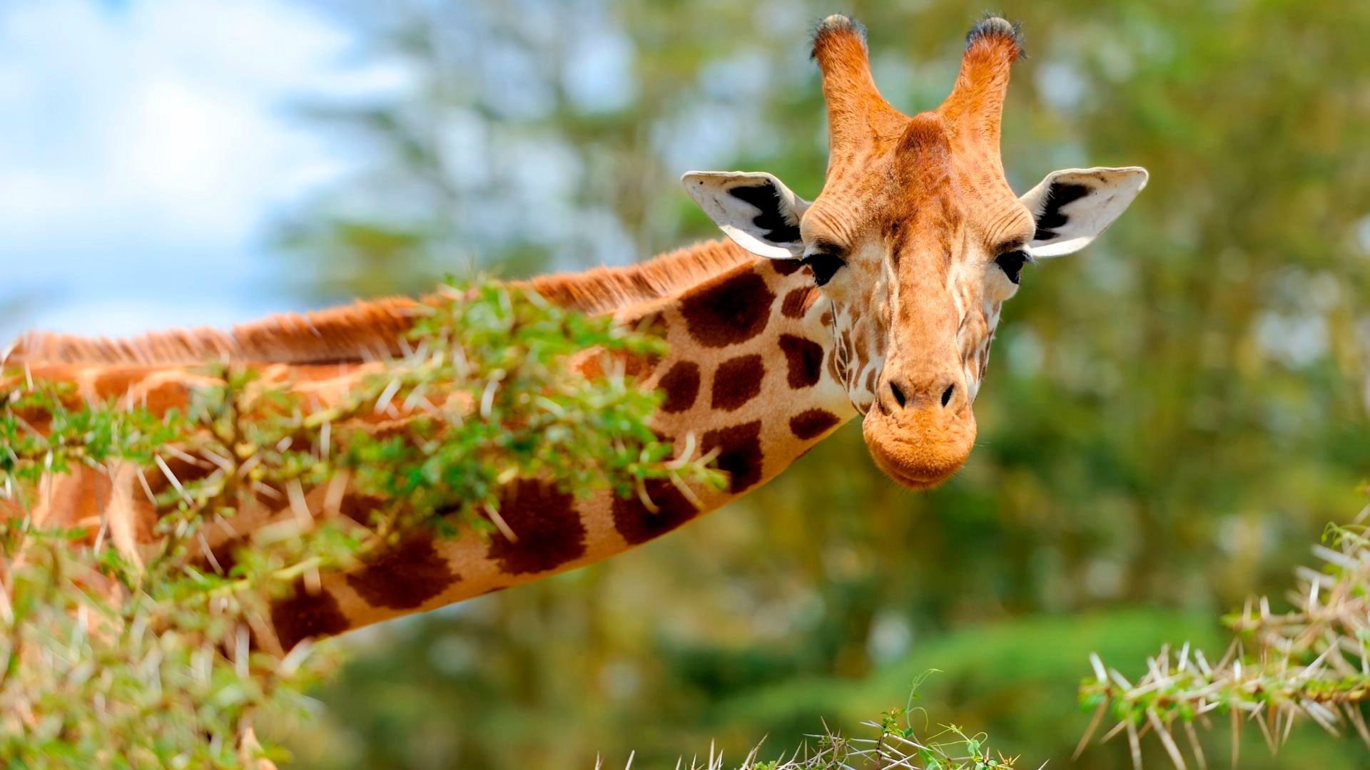 Especial Rota Jardim com Kruger Park