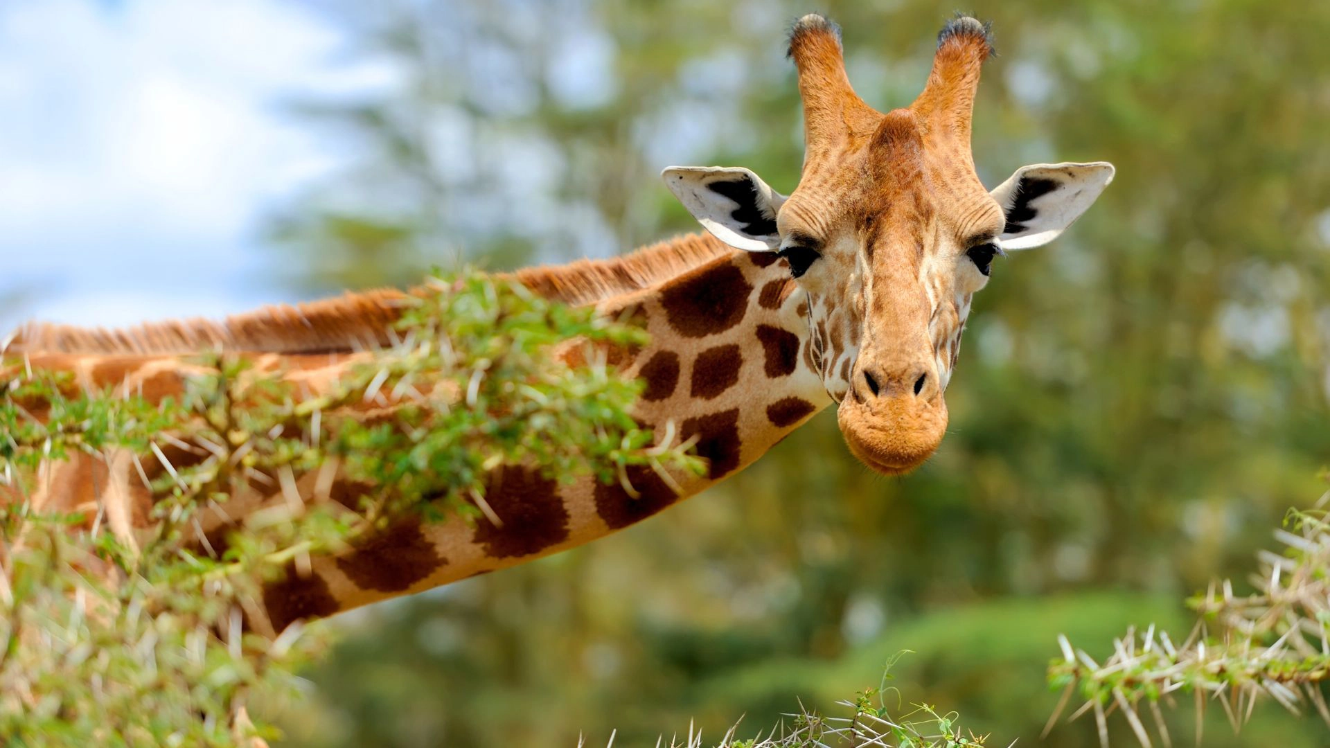 Especial Rota Jardim com Kruger Park