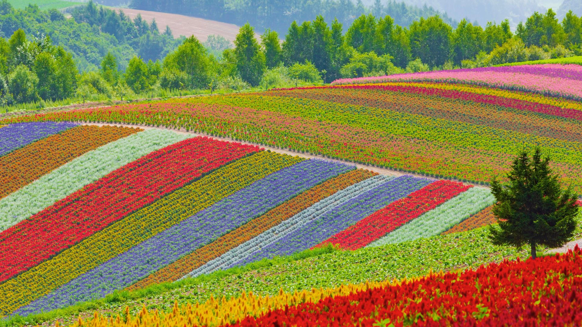 Hokkaido: Norte do Japão
