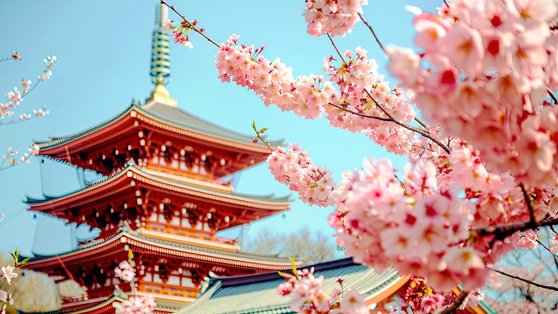 Japão e a Magia das Flores de Cerejeira