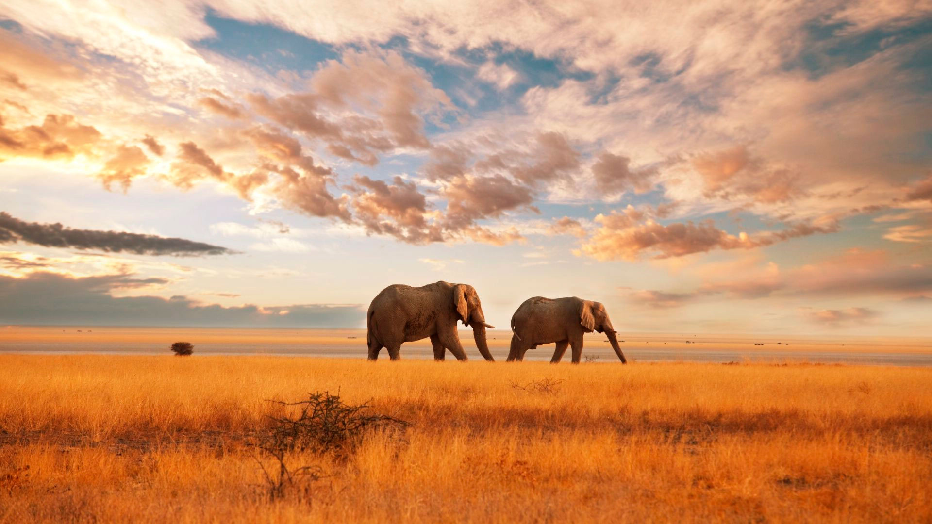 Safári em Pilanesberg, Vinícolas e Cape Town