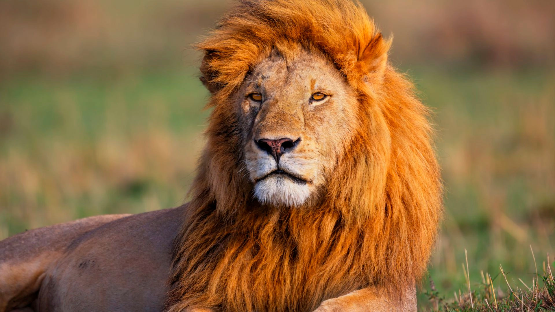 The Big Five Adventure