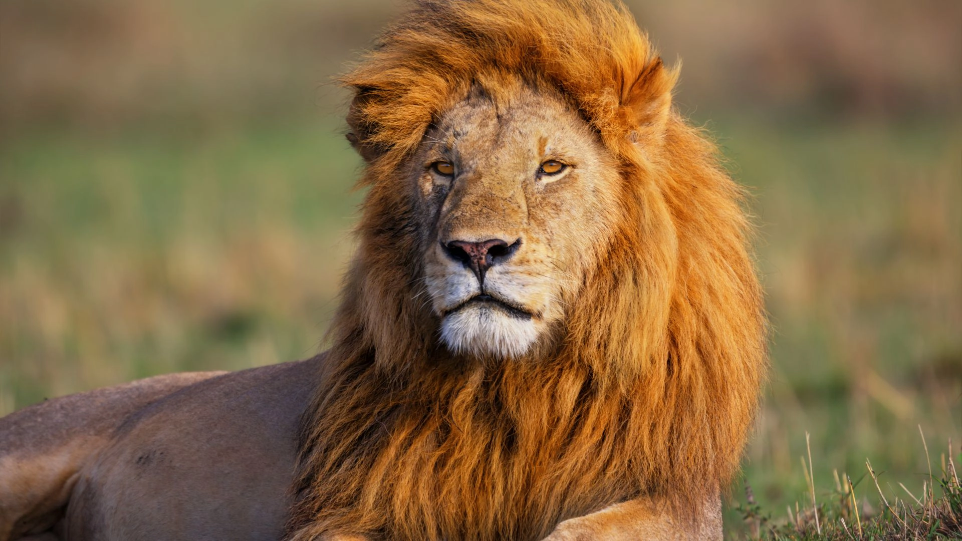 The Big Five Adventure